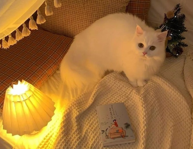 抖音一發就爆火的文案，讓人看一眼就忘不掉！