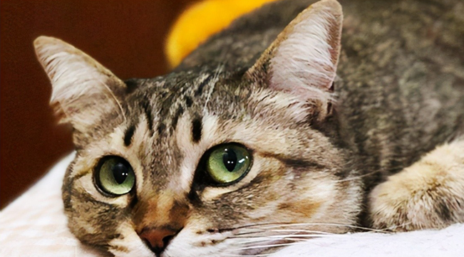 成功的軟文營銷案例-《千萬不要用貓設(shè)置手機解鎖密碼》