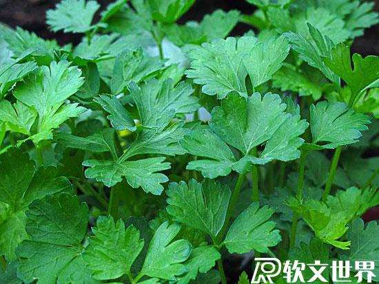 2月24日世界討厭香菜日，“香菜”為何有人會極其厭惡？