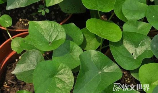 千金藤素治療新冠是真的嗎？