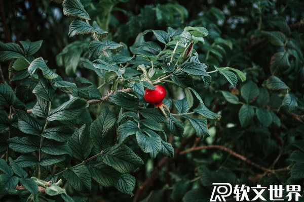 微信公眾號前期要如何推廣